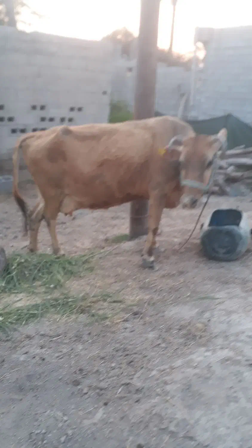 گاو فروشی|حیوانات مزرعه|میناب, |دیوار