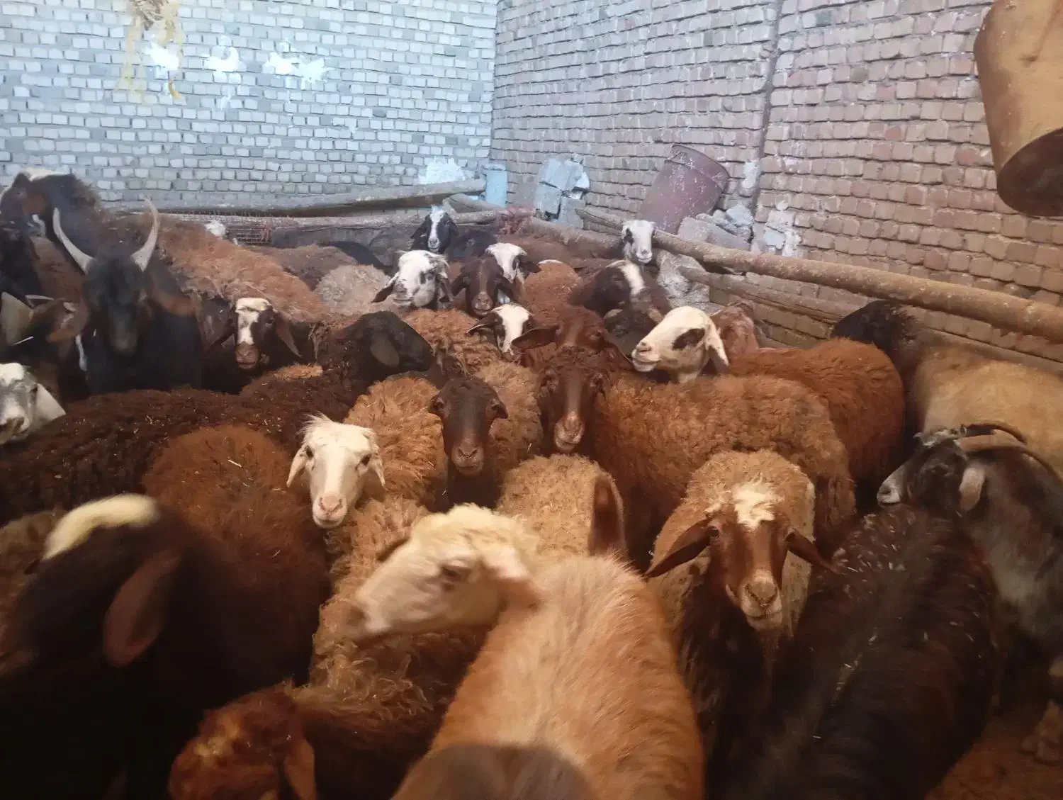 میش و بره|حیوانات مزرعه|بیرانوند, |دیوار