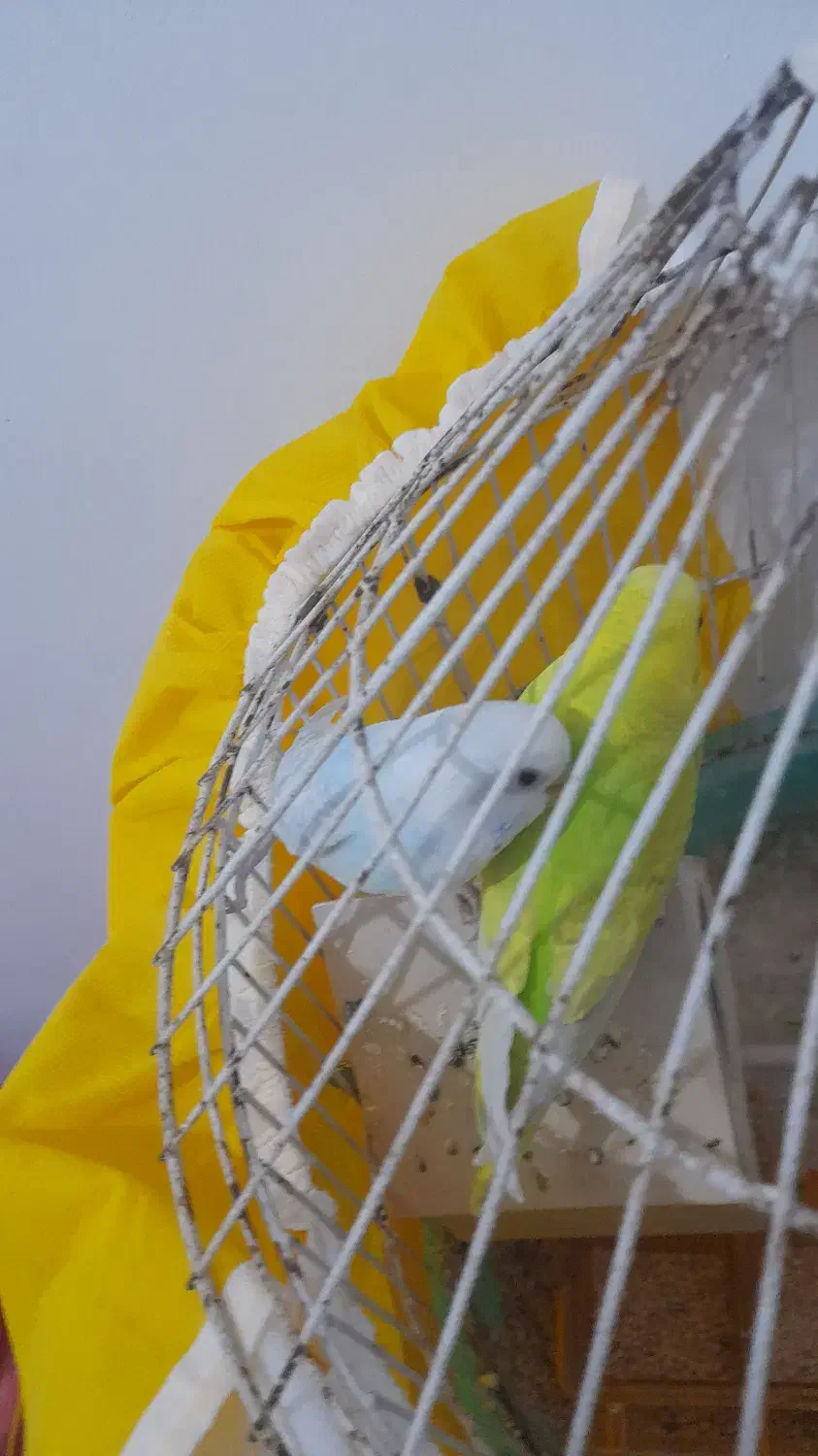 مرغ عشق|پرنده|دماوند, گیلاوند|دیوار