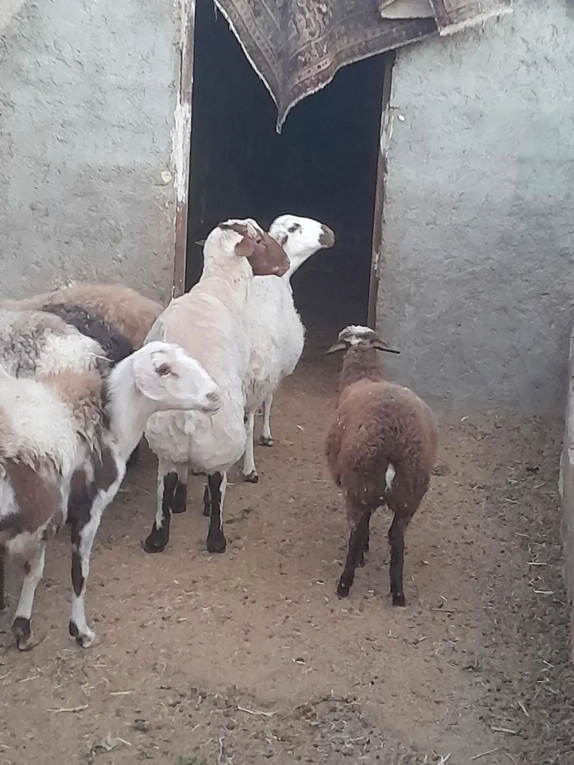 بره قوچ دورگ کردی مهربانی|حیوانات مزرعه|کاشان, لتحر|دیوار