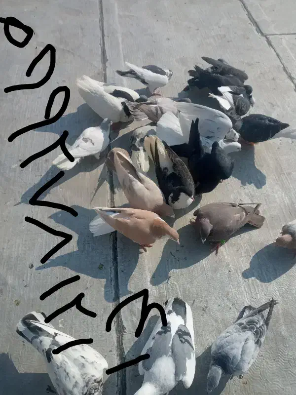 یک دسته کفتر برای یک بوم|پرنده|الوند, |دیوار