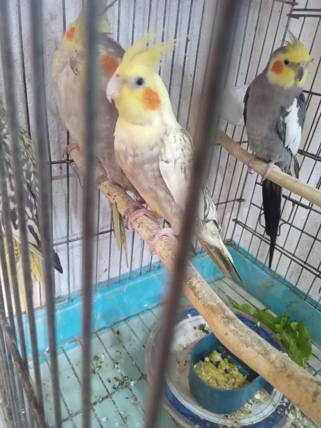 طوطی عروس|پرنده|کومله, |دیوار