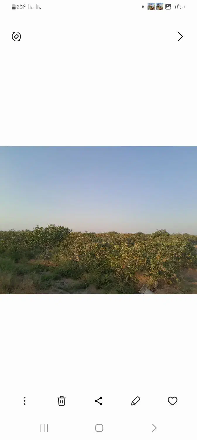 باغ پسته ثمری|فروش زمین و ملک کلنگی|زید آباد, |دیوار