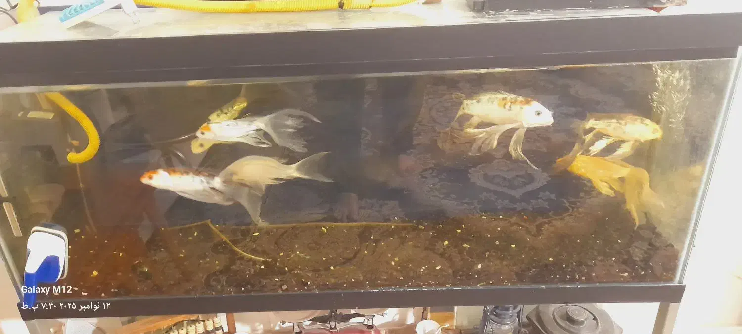 اکواریوم  یکو بیست همراه هفت عددماهی کوی سوپر باله|ماهی|مشهد, کوی ولیعصر|دیوار