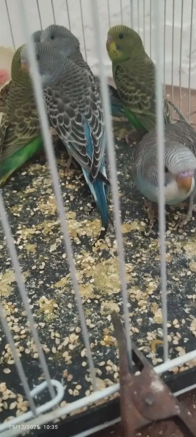 6 عدد مرغ عشق دستی نیمه دستی و نژاد خاص فول بلک|پرنده|مشهد, شهید آوینی|دیوار