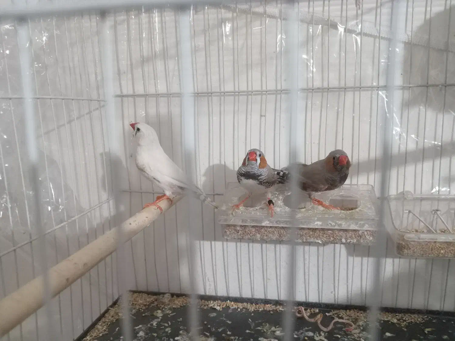 لوازم|ماهی|مشهد, امیریه|دیوار