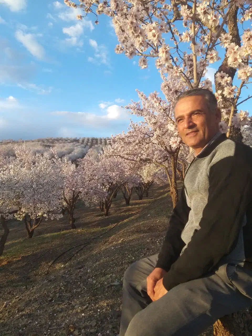 باغستان مثمر بادام|فروش دفتر صنعتی، کشاورزی، تجاری|زاینده رود, |دیوار