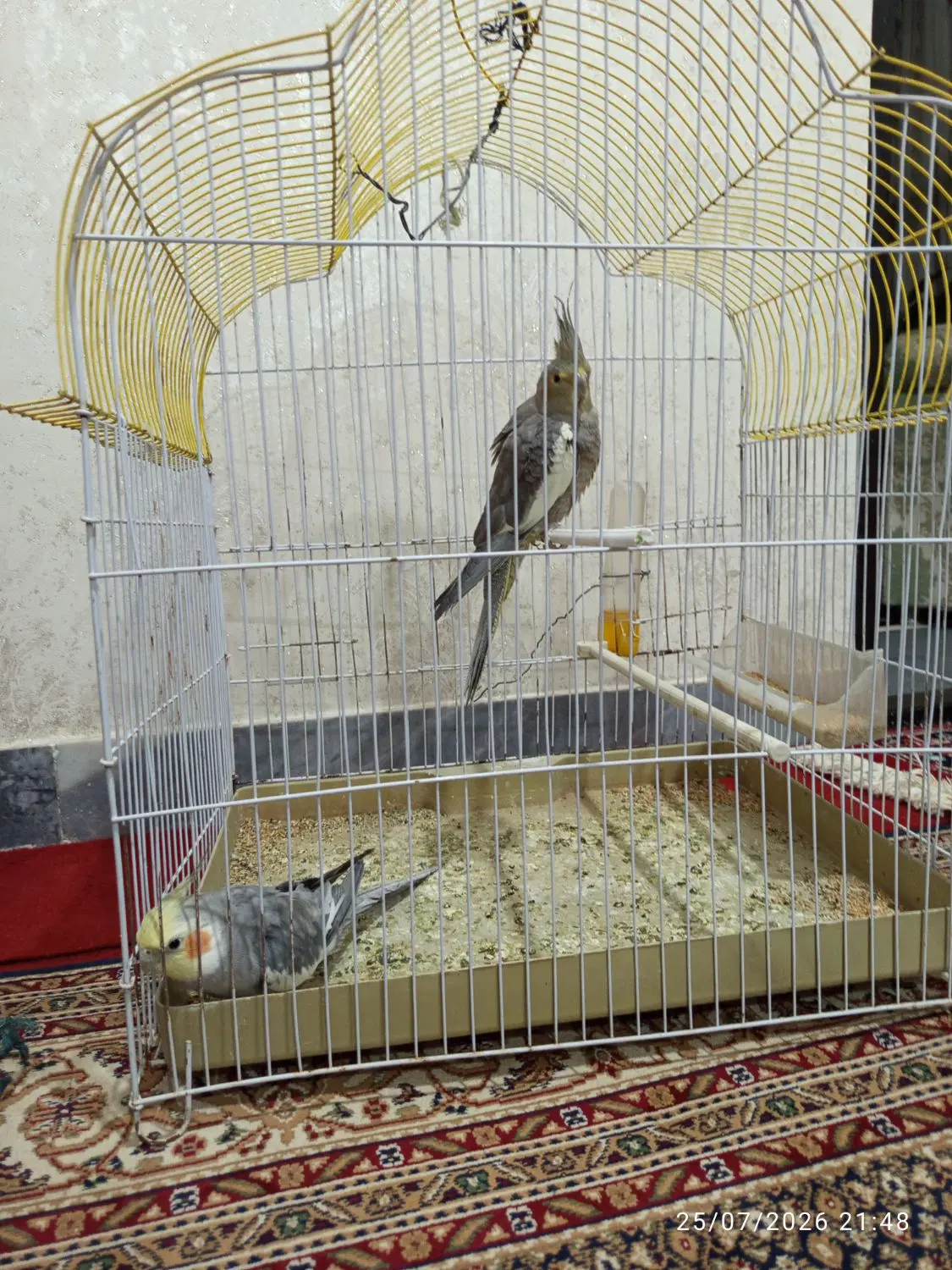 عروس|پرنده|خسروشاه, |دیوار