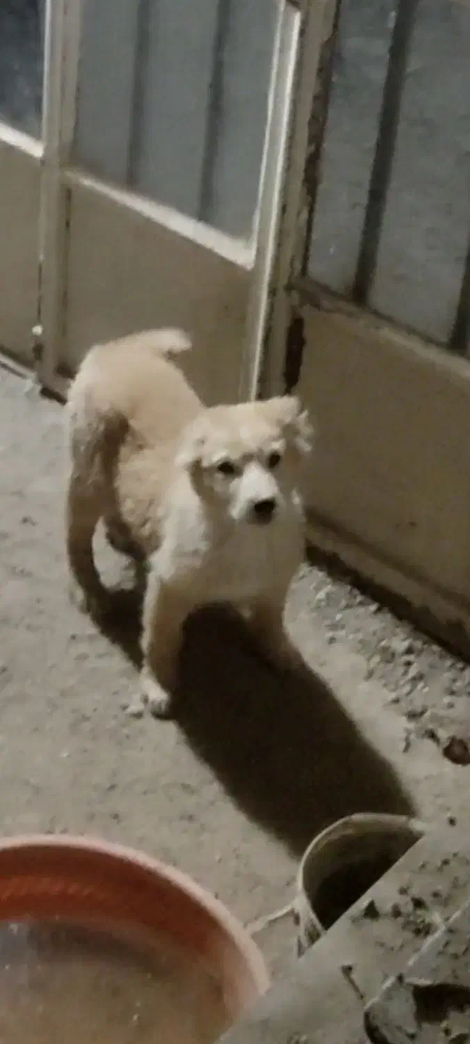 واگذاری توله نر ماده قدرجونی|سگ|دهاقان, |دیوار