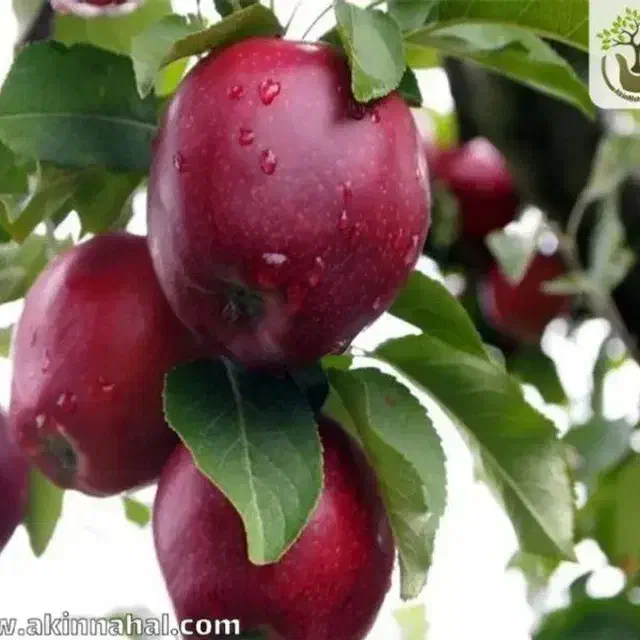 داوطلبانه|فعالیت داوطلبانه|اسلام‌شهر, شهرک مفیدی|دیوار