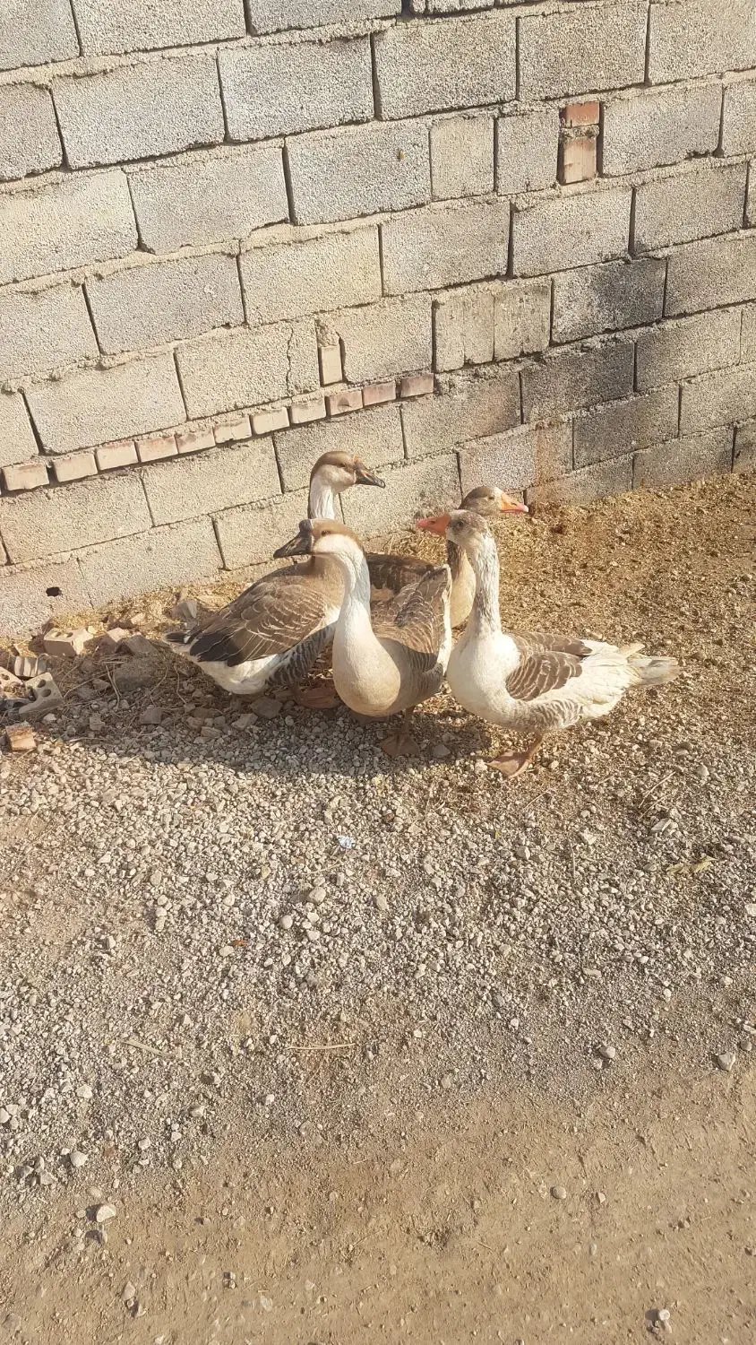 قوغاز|حیوانات مزرعه|گنبد کاووس, |دیوار