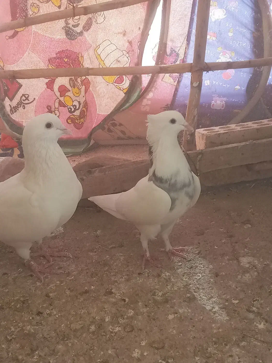 کبوتر|پرنده|مسجد سلیمان, |دیوار