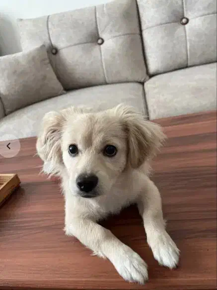 سگ اشپیتز ماده|سگ|قزوین, |دیوار