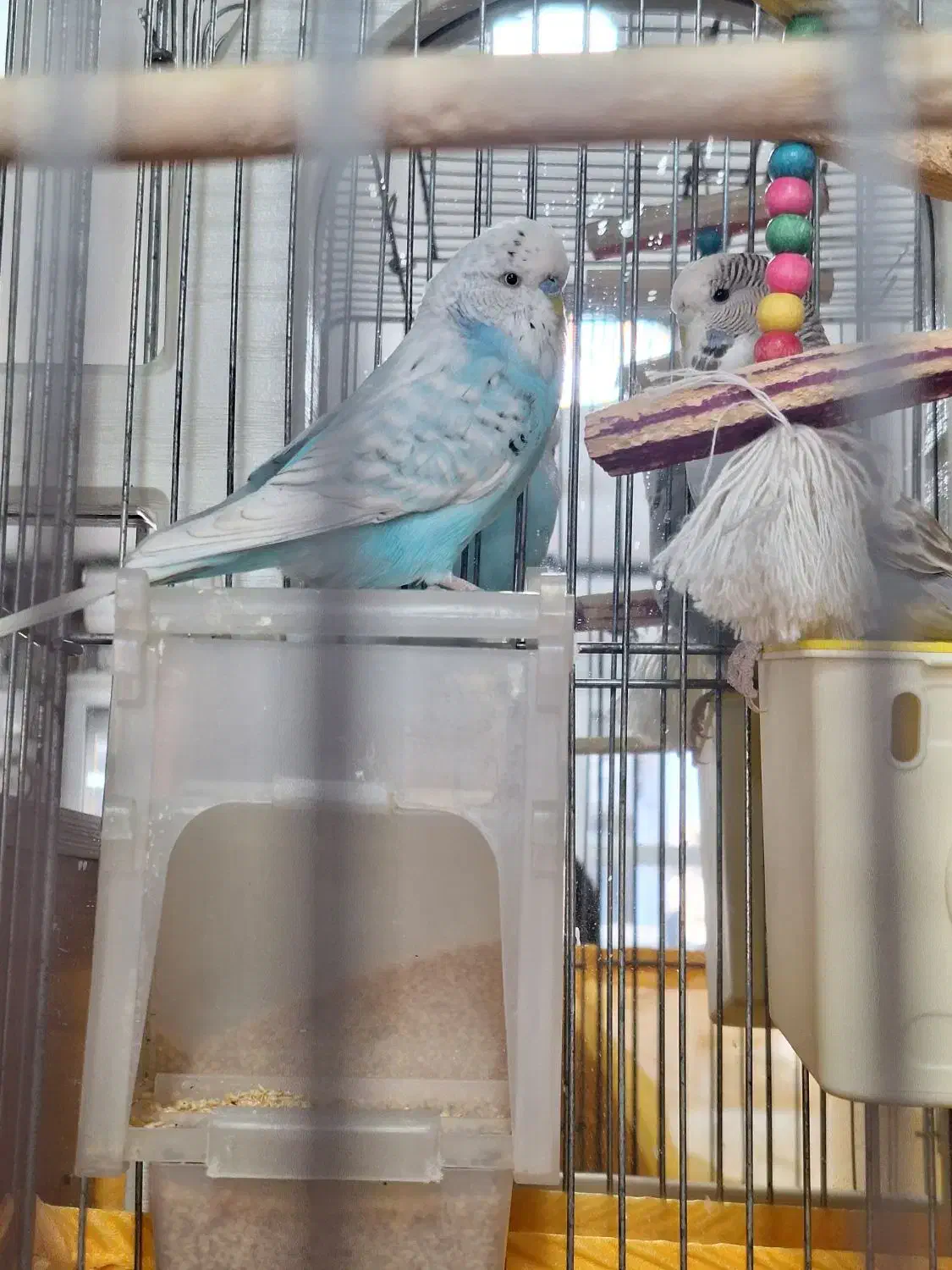 مرغ عشق انگلیسی|پرنده|مشکیندشت, |دیوار