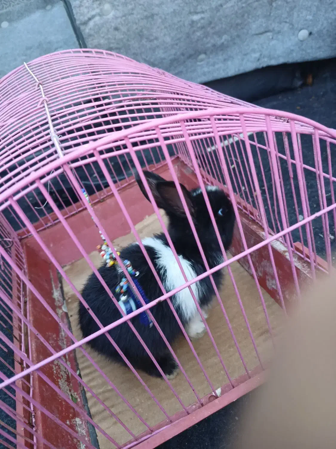 خرگوش مینیاتوری فوری|موش و خرگوش|تهران, سلیمانی|دیوار