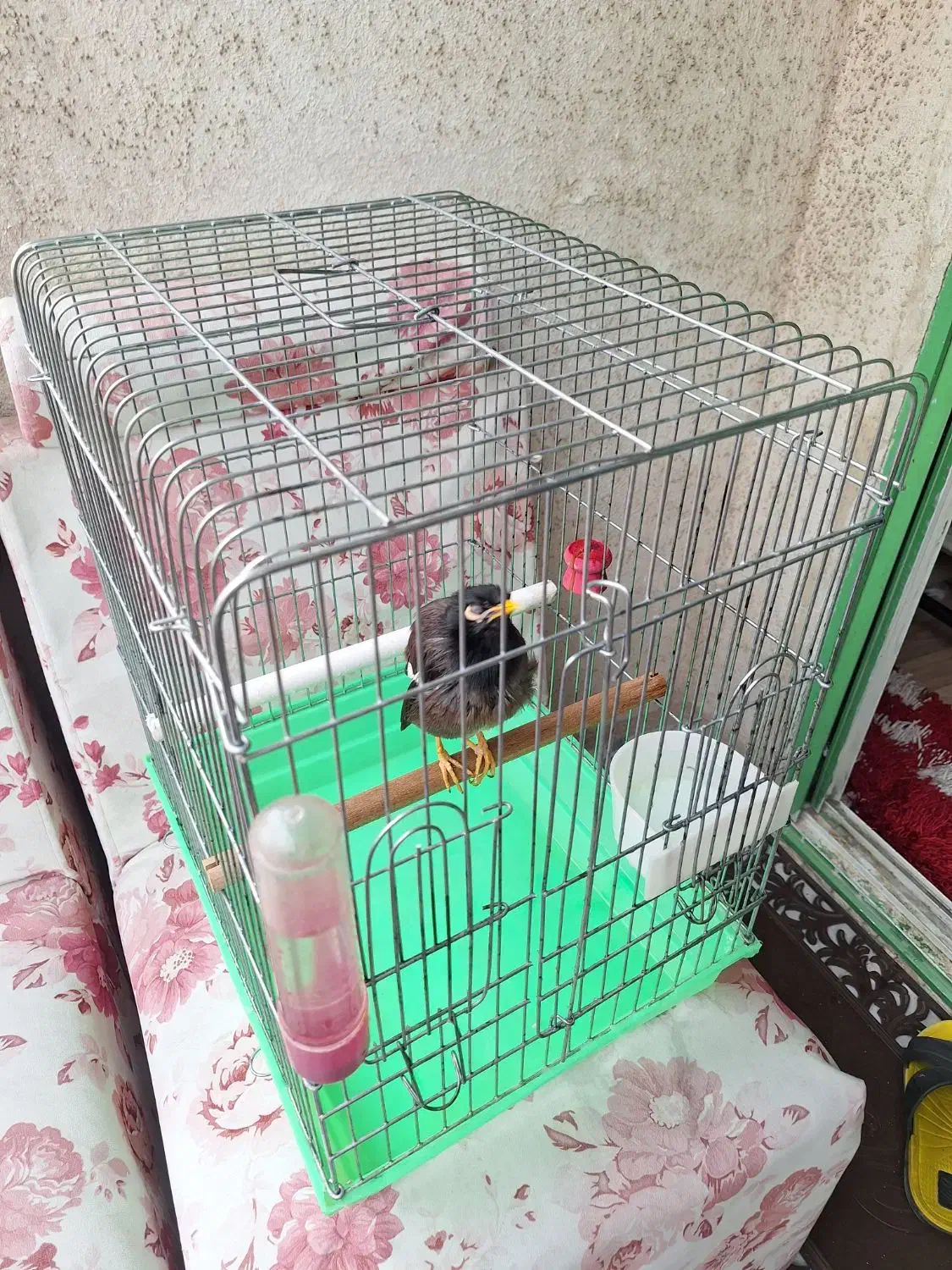 مرغ مینا|پرنده|تهران, باغ فیض|دیوار