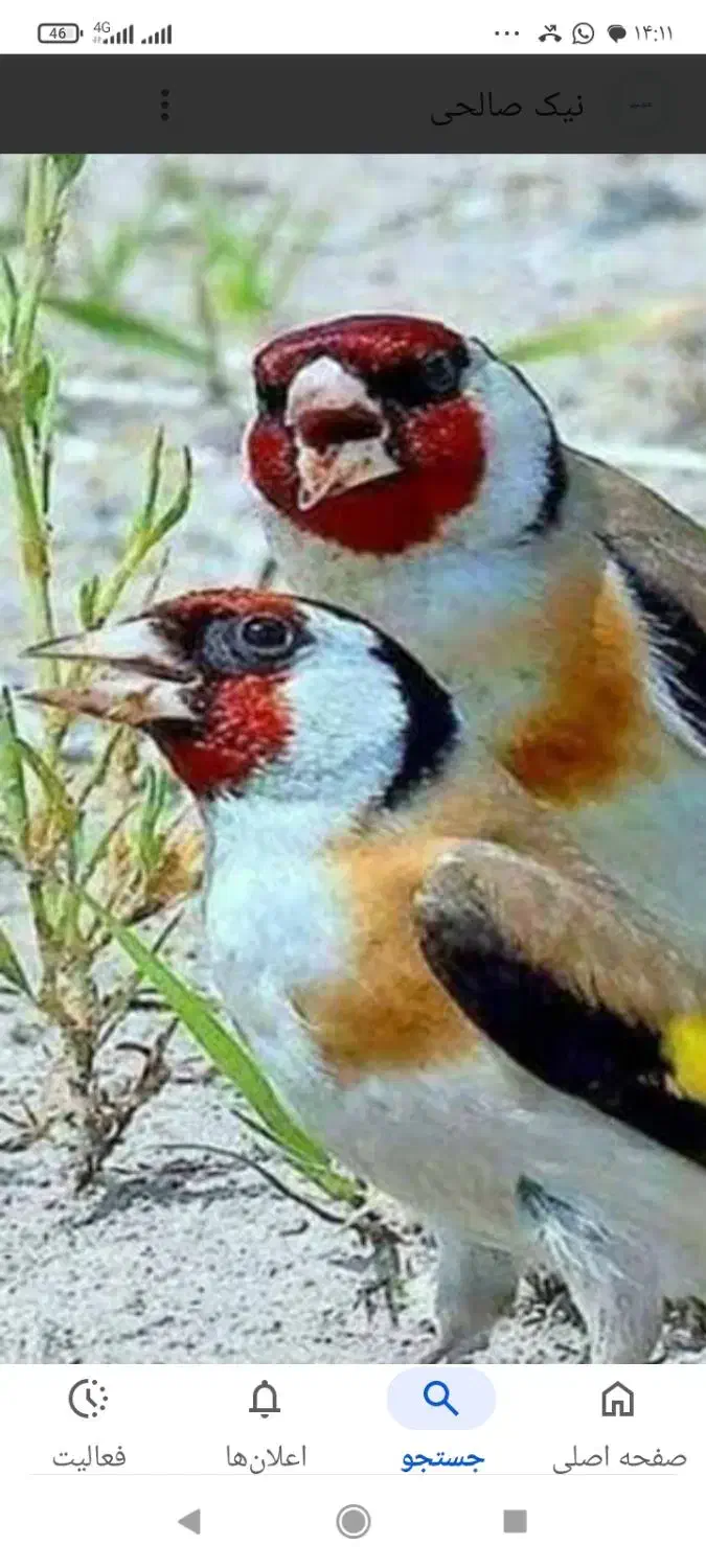 سهره جوجه نر و ماده|پرنده|بومهن, |دیوار
