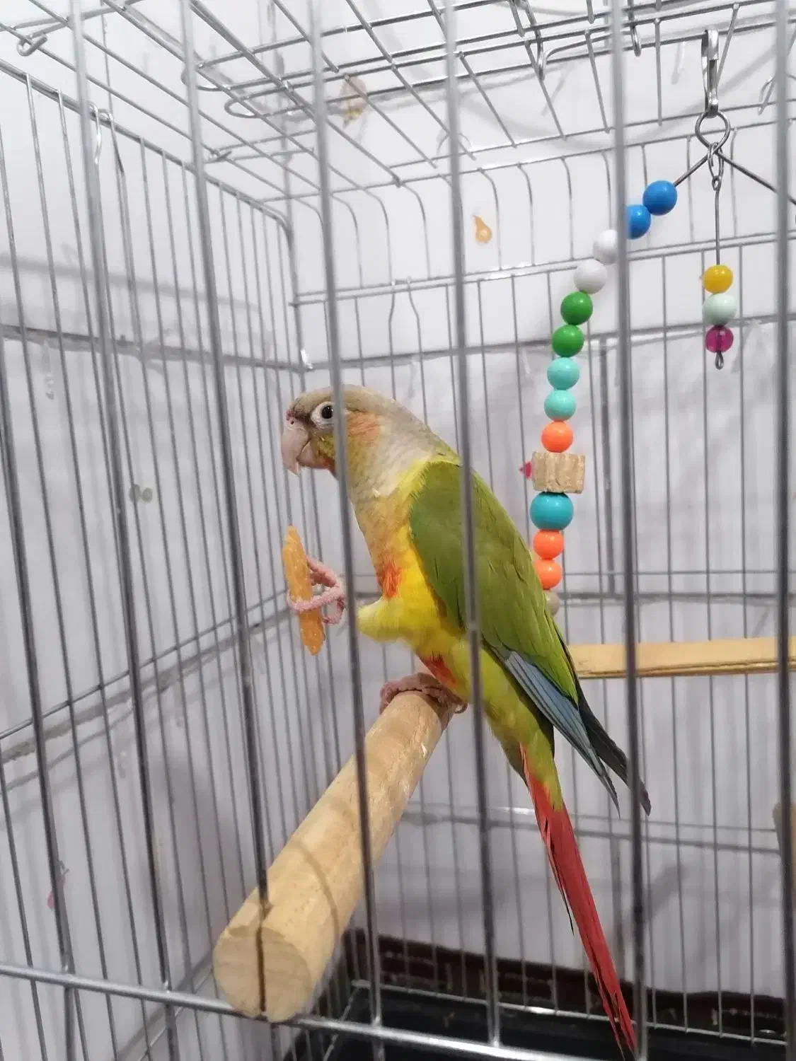 گرینچیک کاملا رام سخنگو باقفس|پرنده|کرمان, |دیوار