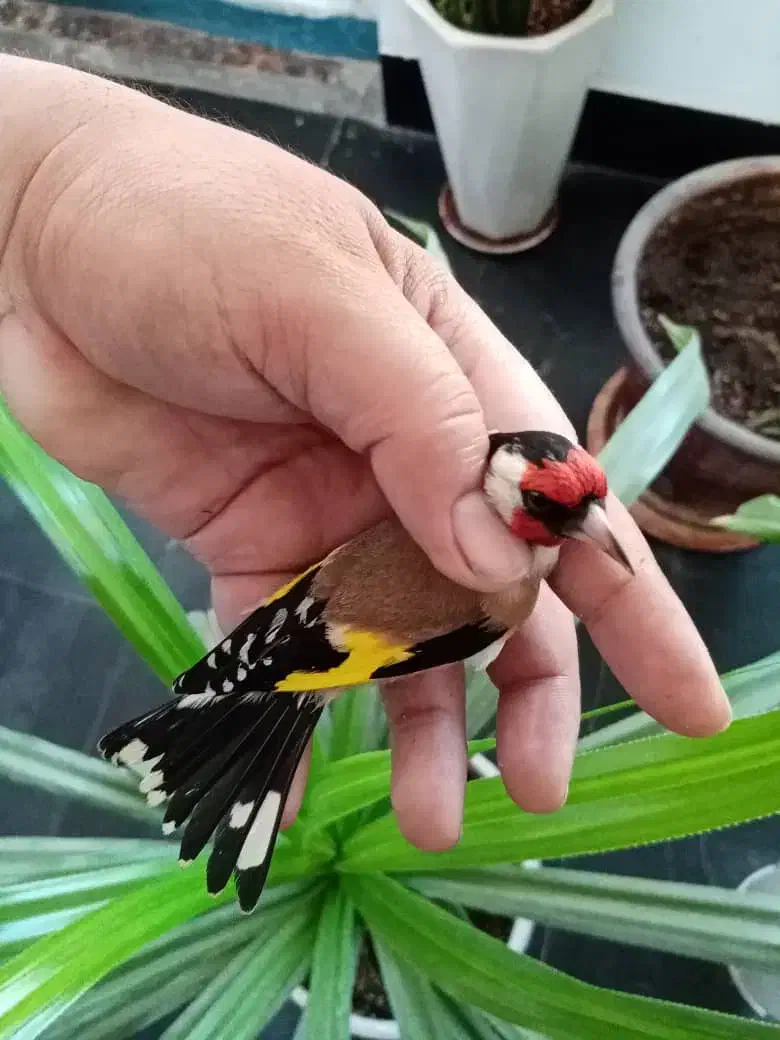 سهره داغسر (سرسیاه)|پرنده|مبارکه, |دیوار