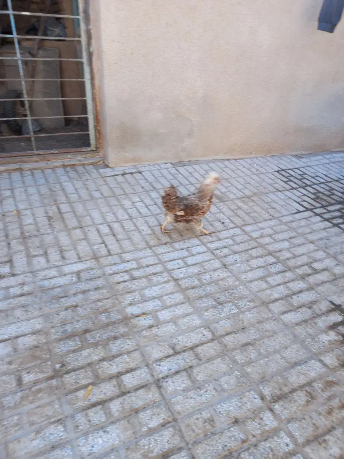 مرغ کاکلی|حیوانات مزرعه|تربت‌حیدریه, بالا ولایت|دیوار