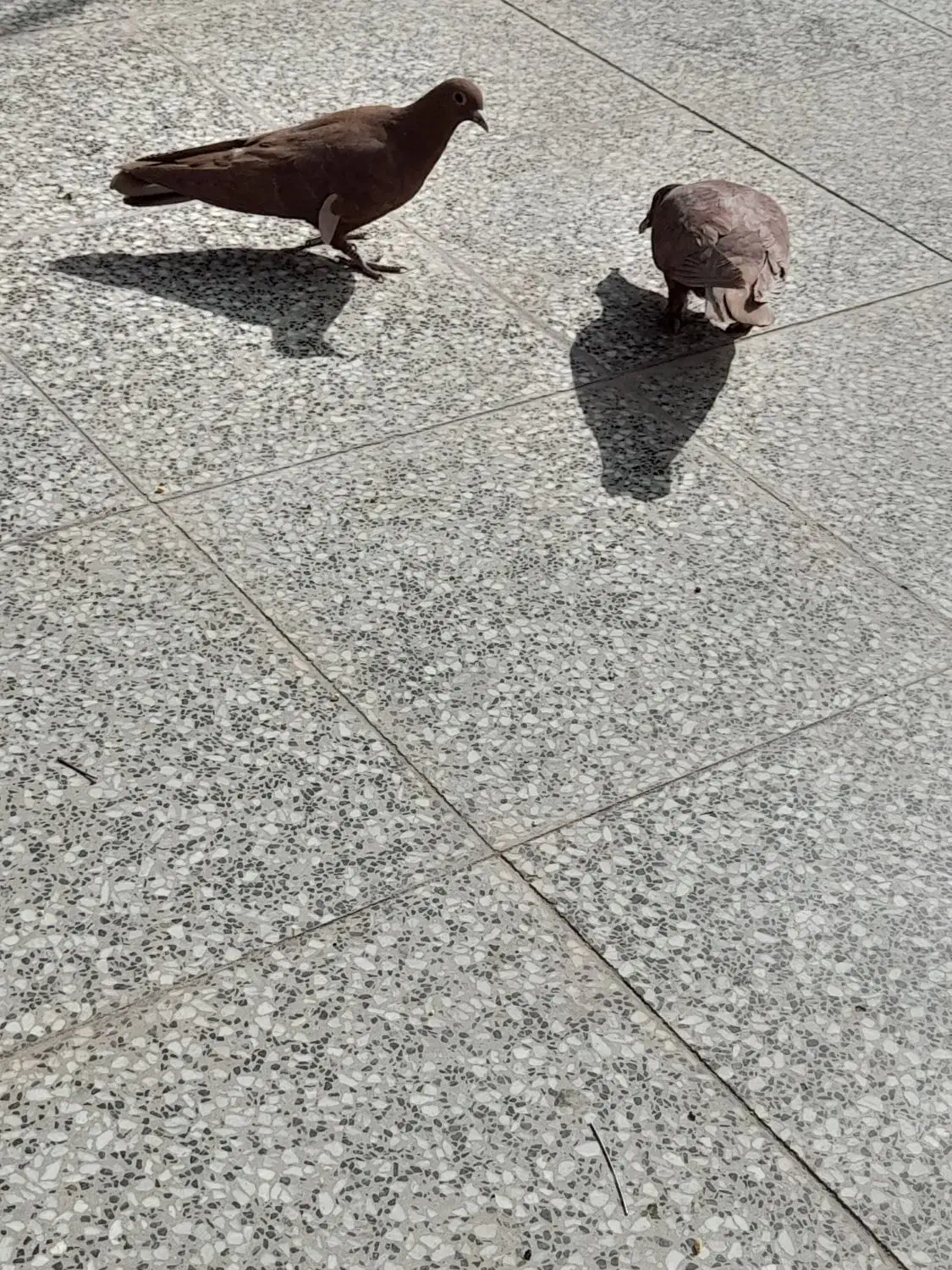 کفتر گلی|پرنده|زرند, |دیوار