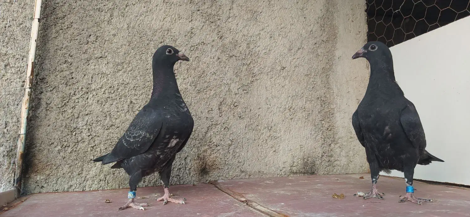 کبوتر|پرنده|وحدتیه, |دیوار