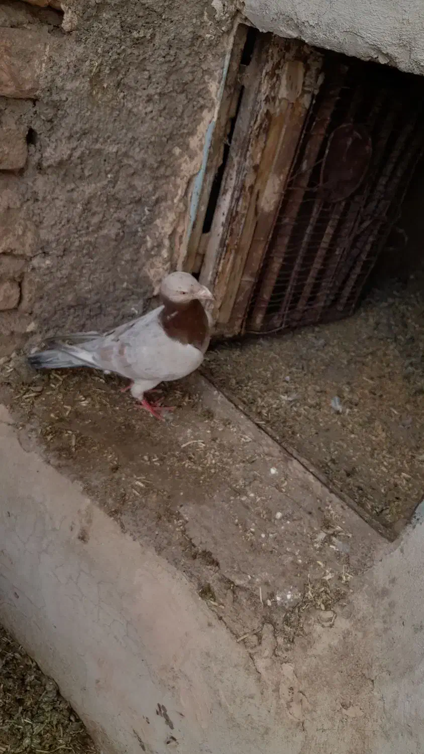 سرونج نربسیار درشت وگزدار نسل قدیم جوون|پرنده|نیشابور, ده حلاج|دیوار