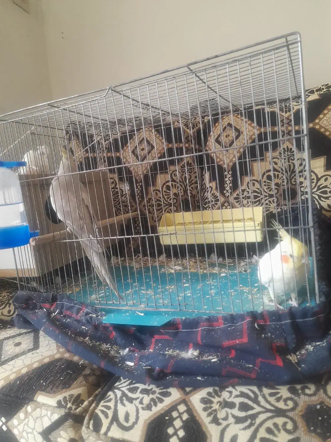 فروش عروس هلندی|پرنده|خمینی‌شهر, |دیوار