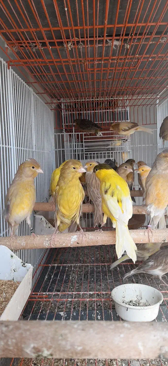 قناری نروماده پرستار|پرنده|اندیشه, اندیشه فاز ۱|دیوار