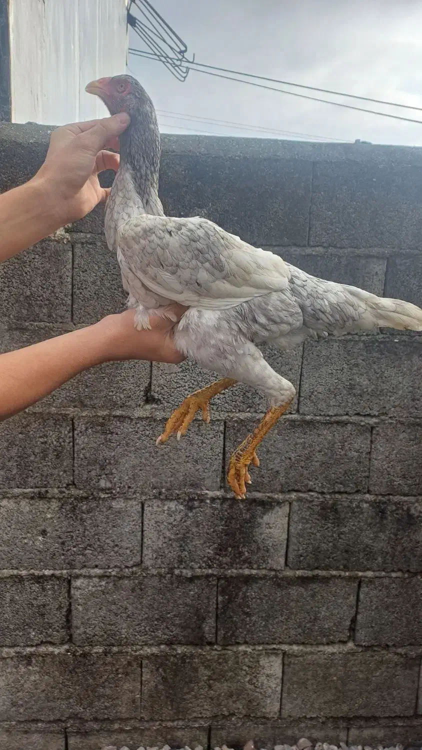 جوجه لاری نصل|حیوانات مزرعه|پره‌سر, |دیوار