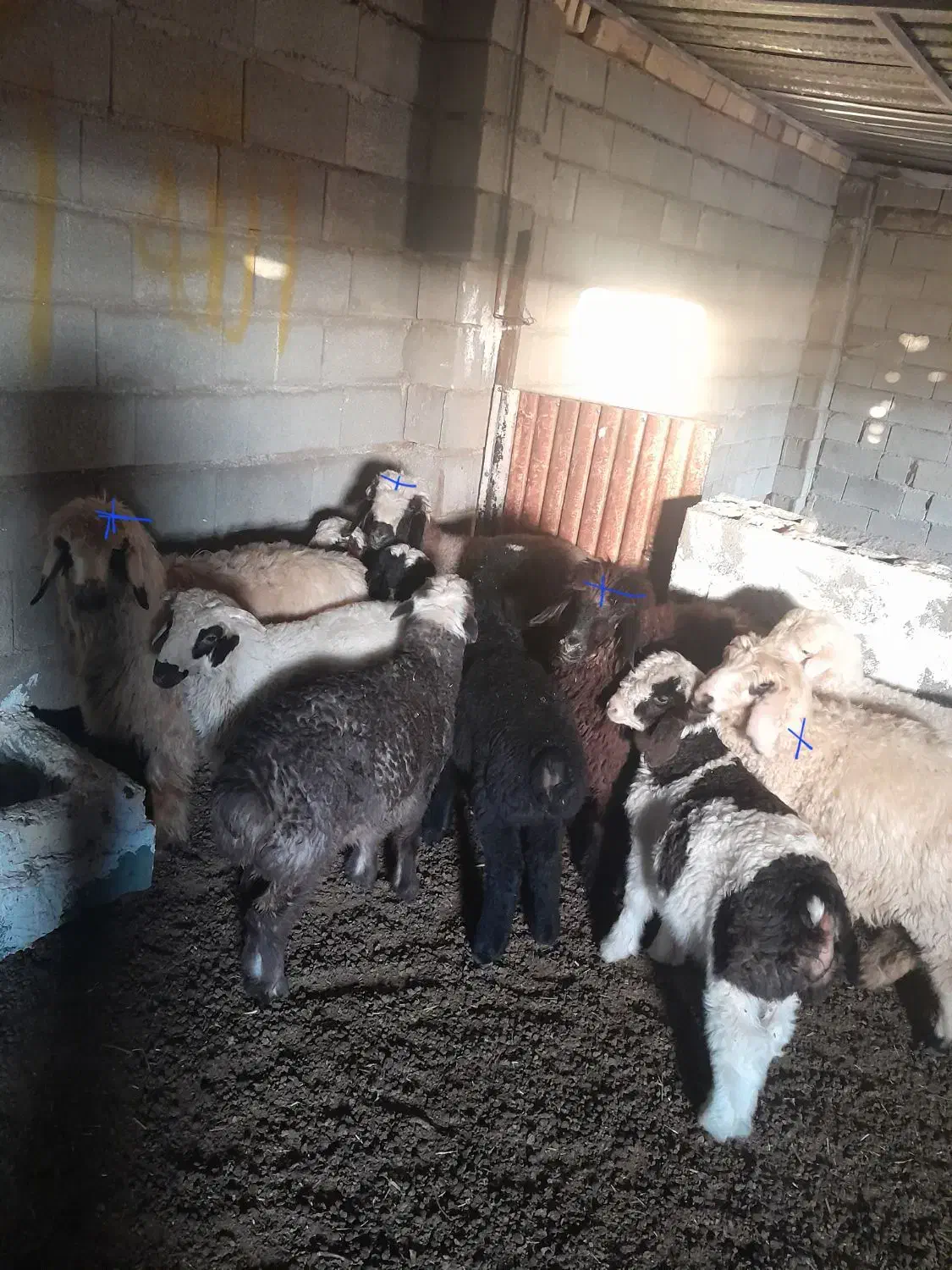 فروش چهارراس بره ماده سبک وزن|حیوانات مزرعه|طسوج, |دیوار