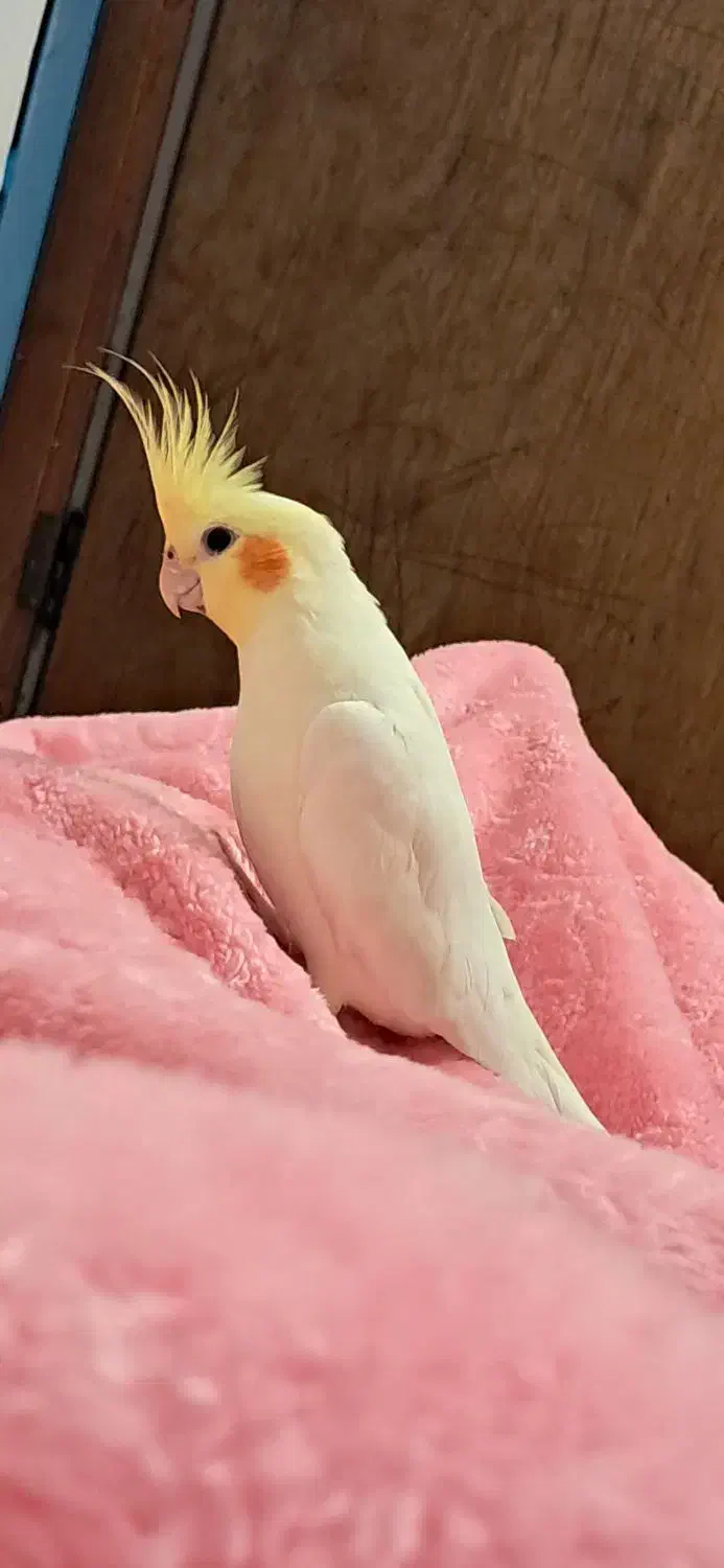 پرنده گمشده ۲ سالشه.|حیوانات|قائمشهر, |دیوار