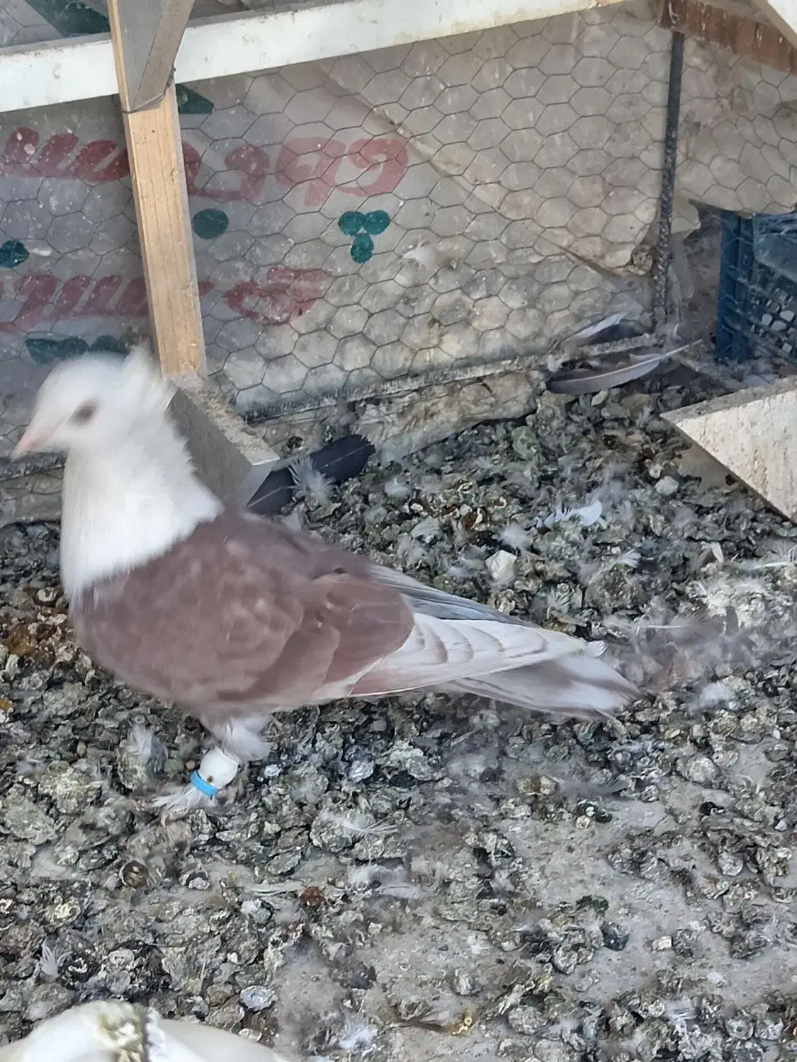 رنگه|پرنده|نیشابور, دارایی|دیوار