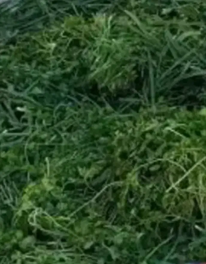 پاک کردن انواع سبزی|خدمات پذیرایی، مراسم|بندر امام خمینی, |دیوار