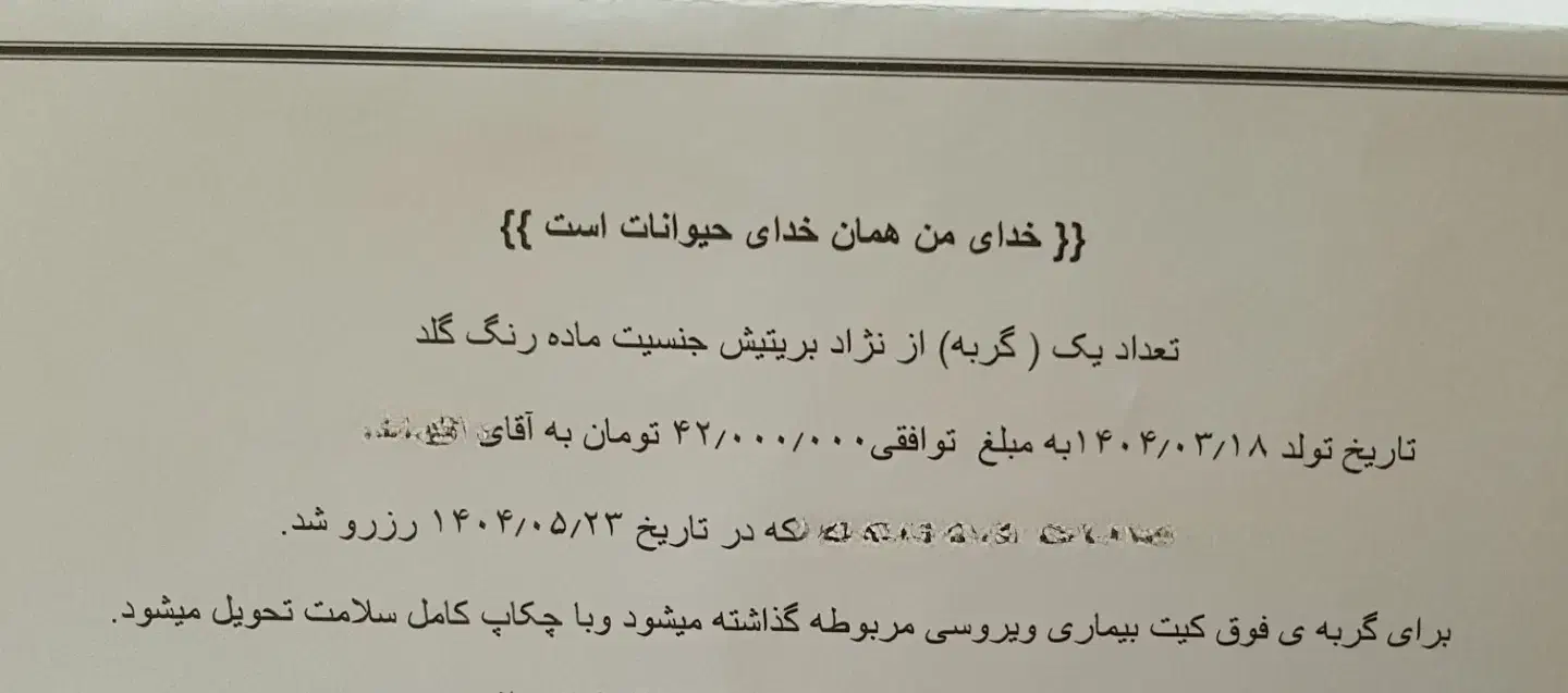بچه گربه|گربه|تهران, هروی|دیوار