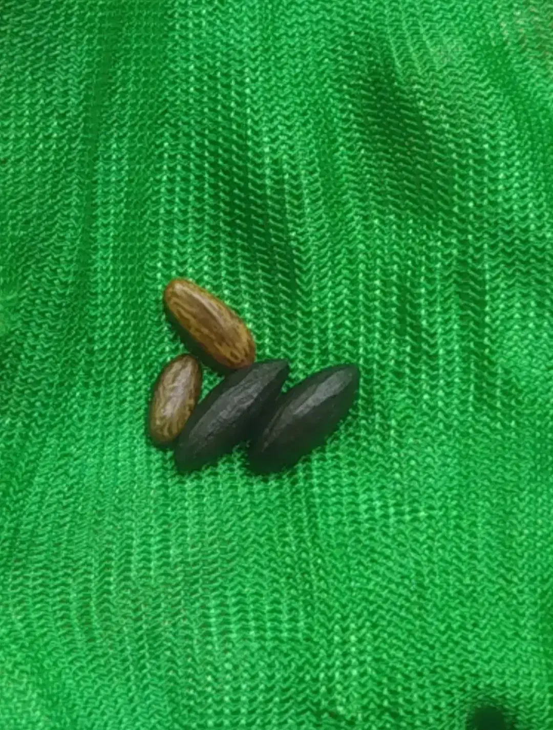 مهره هندی|بدلیجات|شیراز, سینما سعدی|دیوار