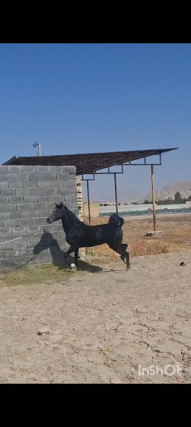 اسب مادیان سیاه|اسب و تجهیزات اسب‌سواری|فلاورجان, |دیوار
