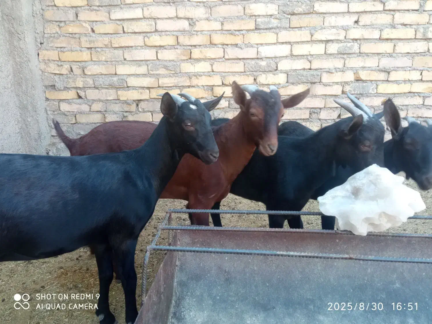 بزغاله نر مورسیا|حیوانات مزرعه|قزوین, |دیوار