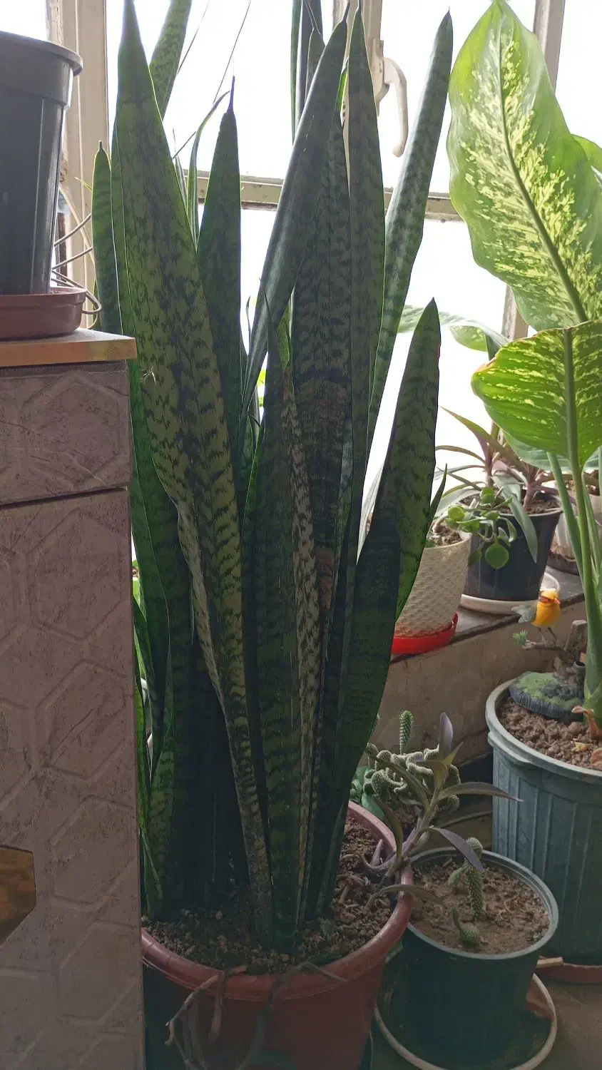 گل آپارتمانی|گل و گیاه طبیعی|مرودشت, ژیان|دیوار