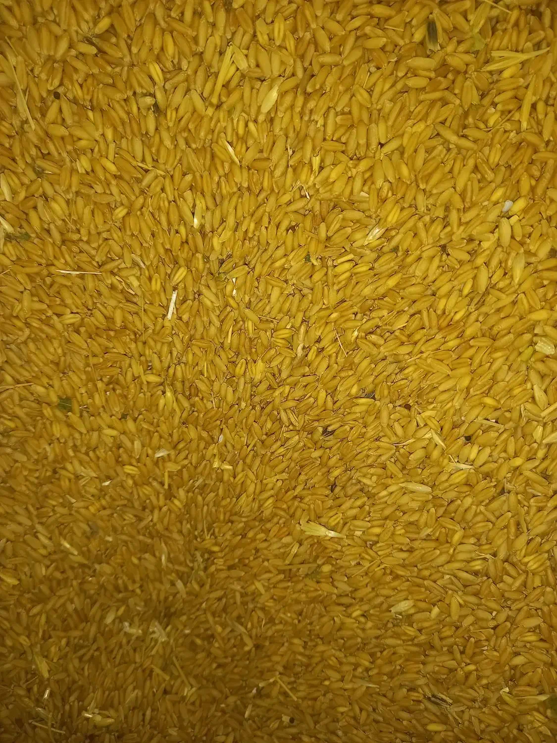 فروش گندم دیم|خدمات باغبانی و درختکاری|باروق, |دیوار