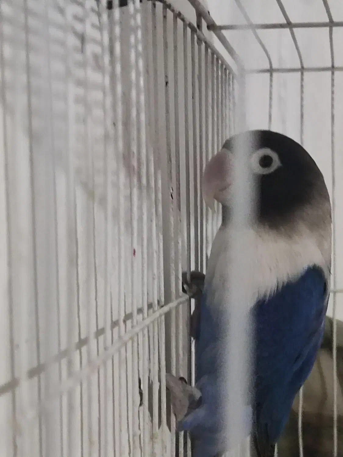 کتوله|پرنده|بیرجند, |دیوار