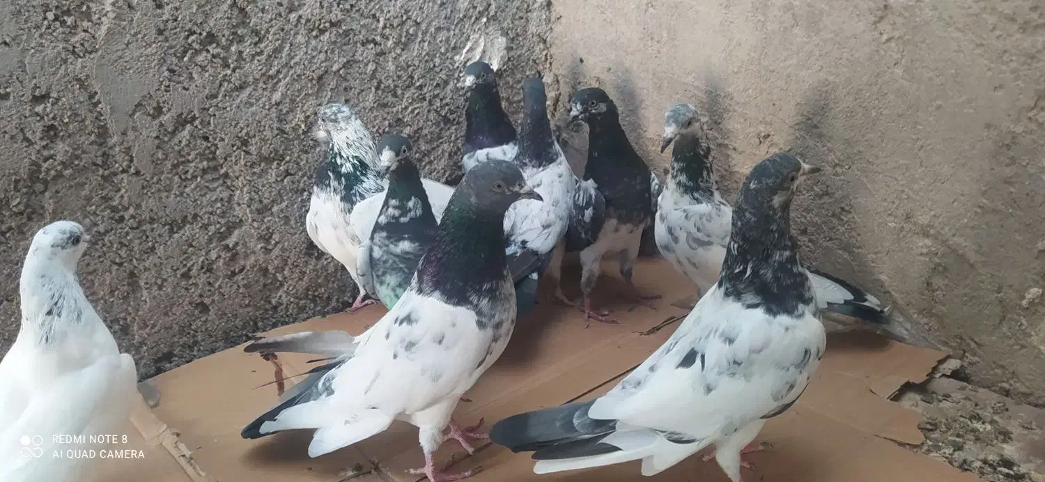 کبوتر پاکستانی|پرنده|خورموج, |دیوار