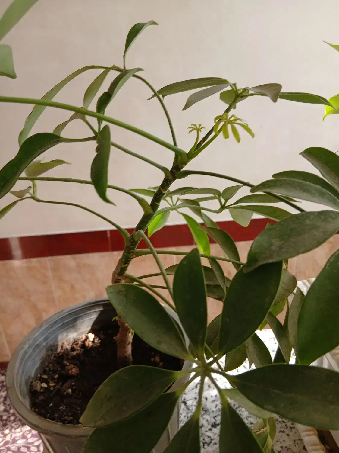 گل پنج برگ|گل و گیاه طبیعی|میاندوآب, |دیوار