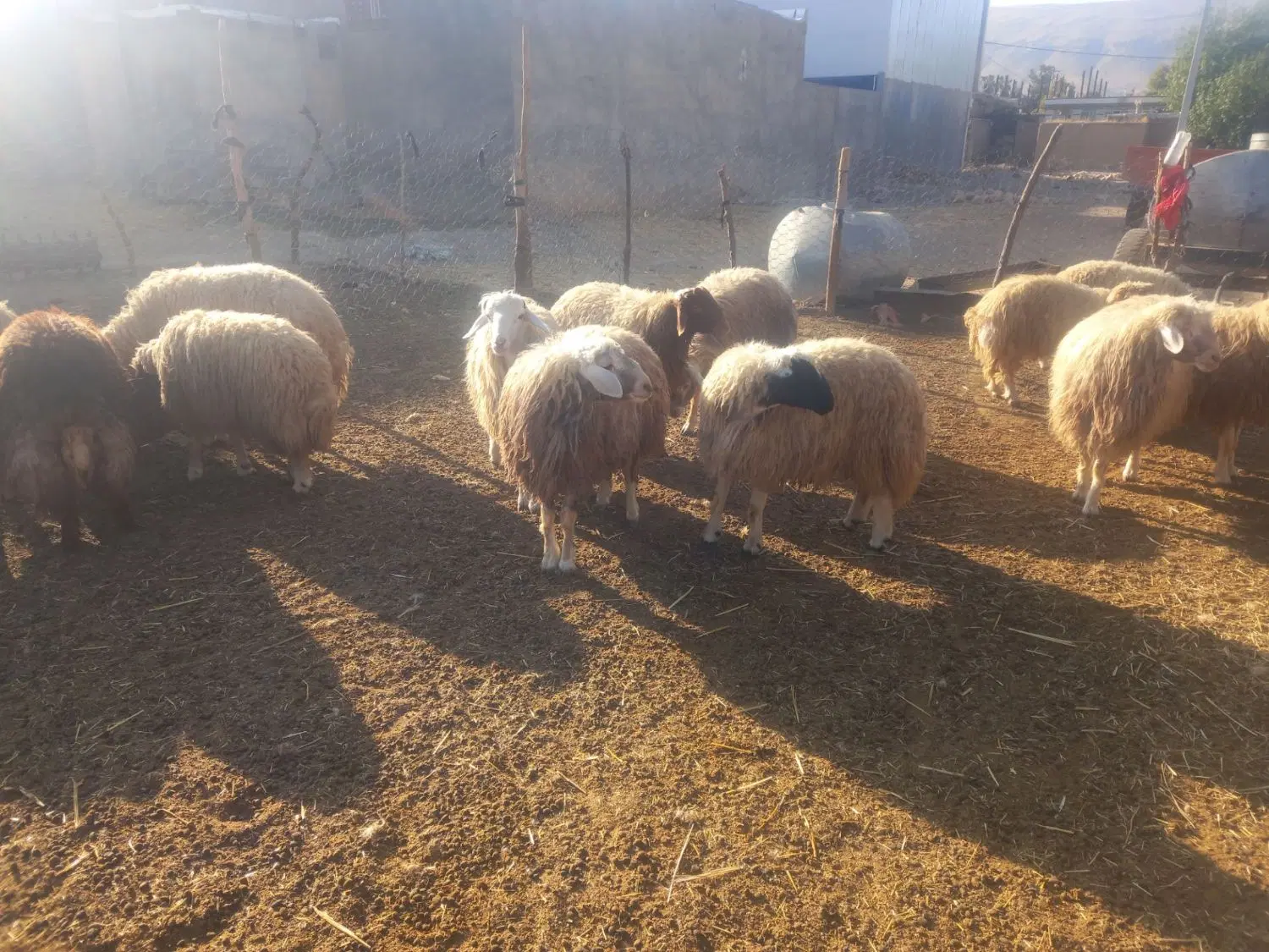 بره|حیوانات مزرعه|کوهنانی, |دیوار