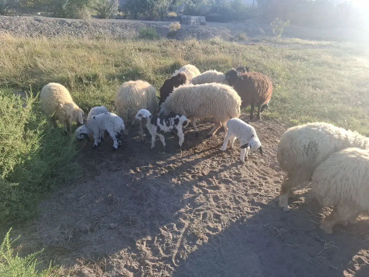 میش زایده|حیوانات مزرعه|میناب, |دیوار