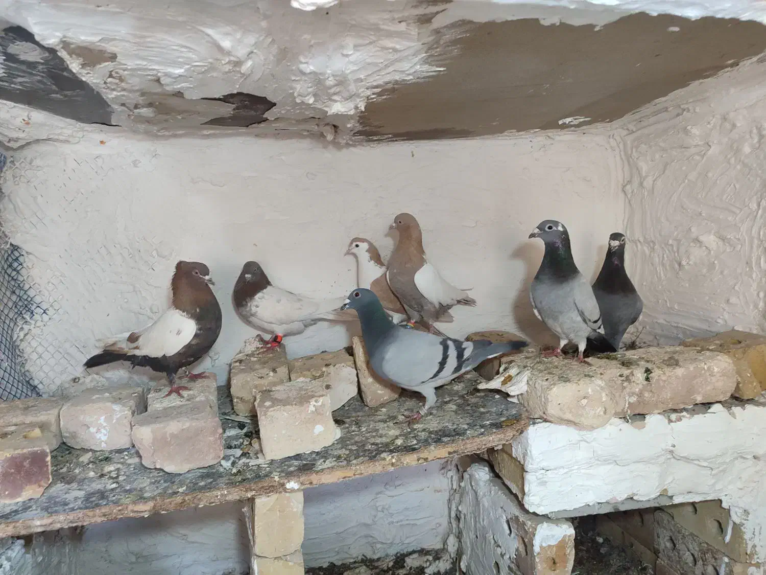 درهم|پرنده|خواف, |دیوار