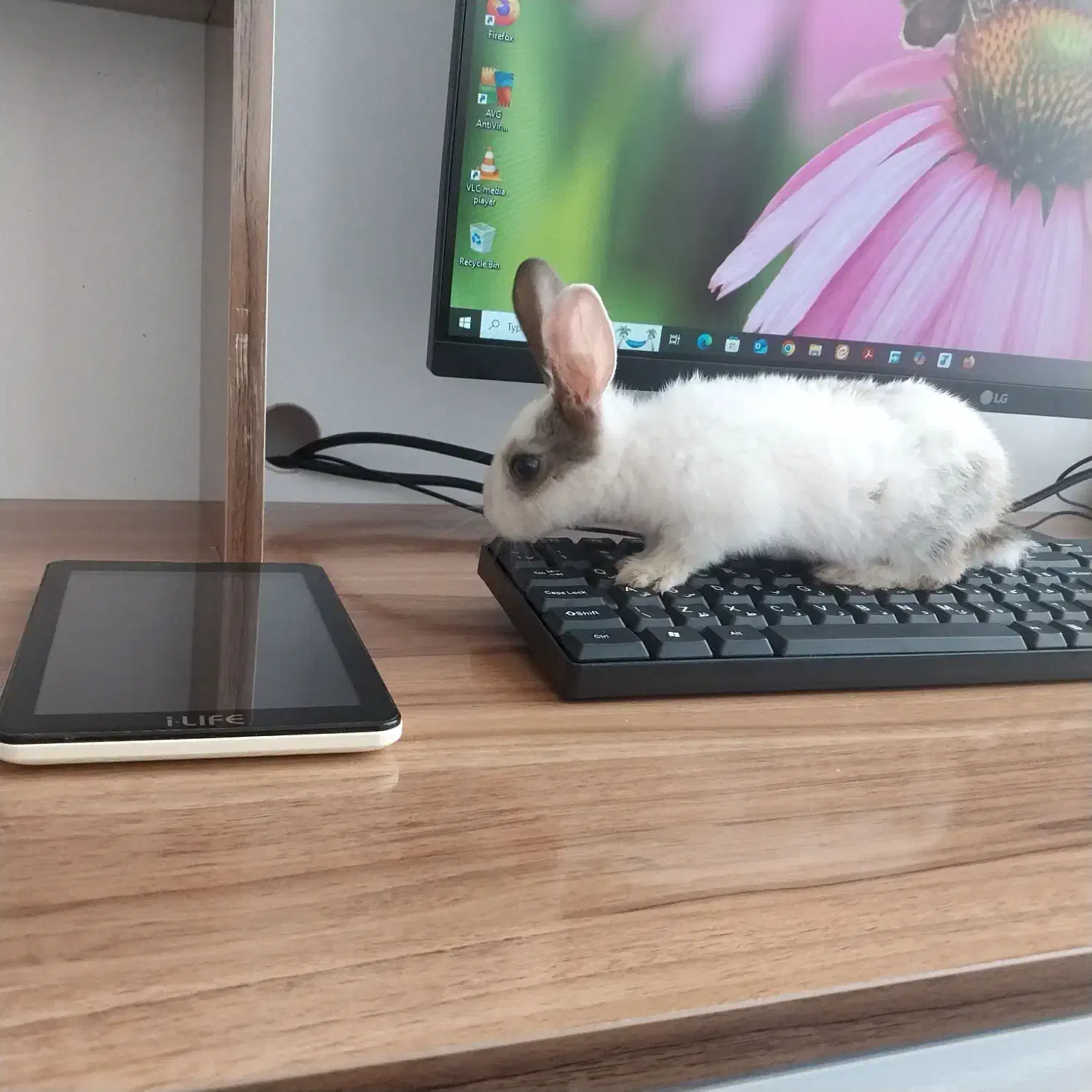 خرگوش بازی گوش ۲۵۰|موش و خرگوش|سبزوار, فیاض|دیوار