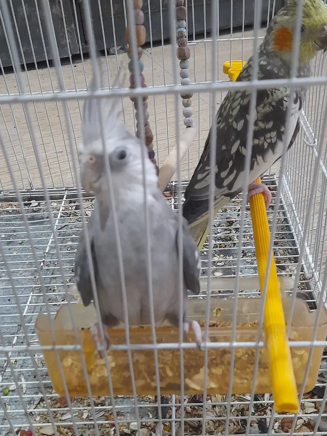 عروس هلندی|پرنده|ایرانشهر, |دیوار