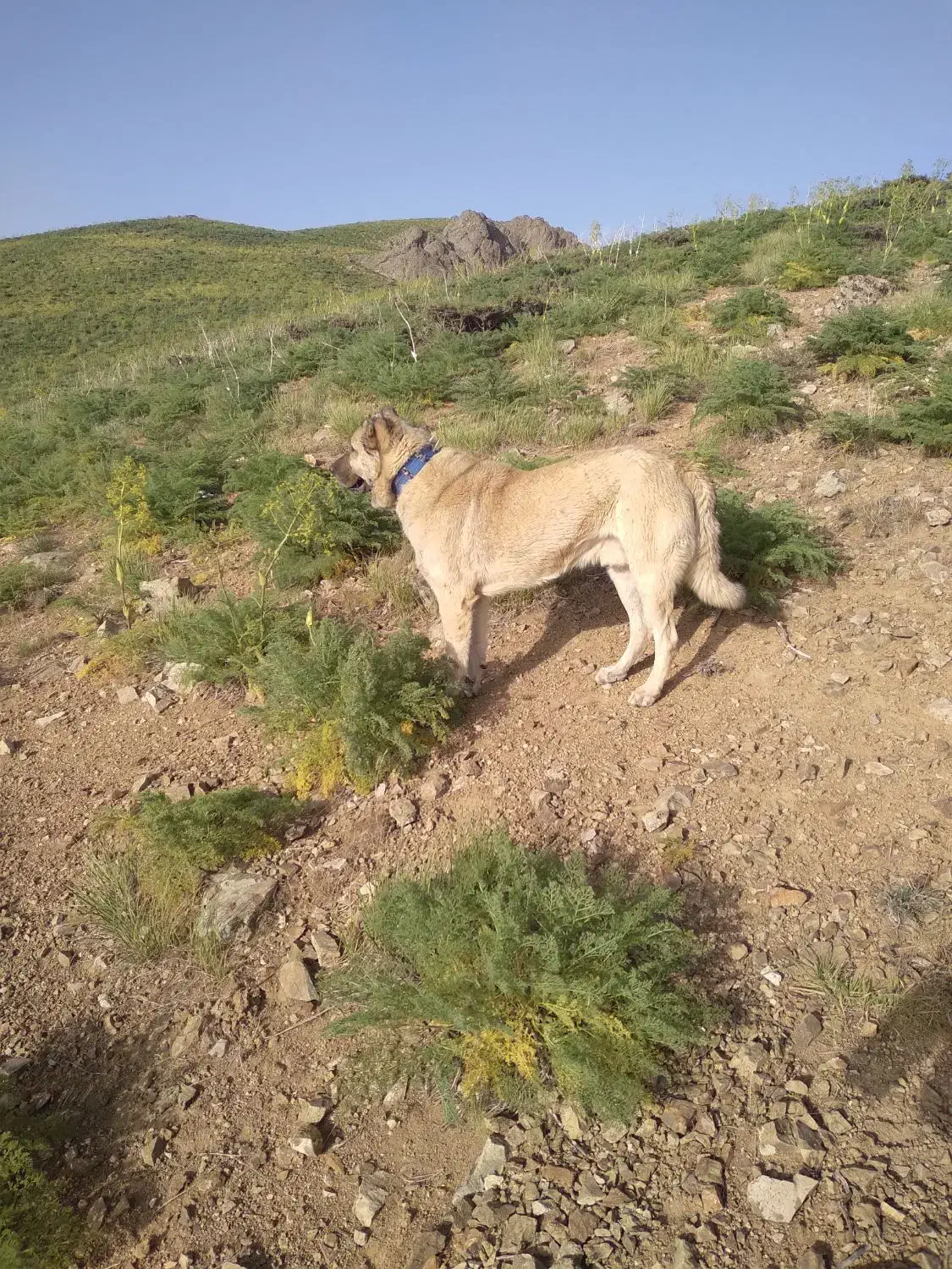 سگ سراب دزدیده شده|سگ|سنندج, |دیوار