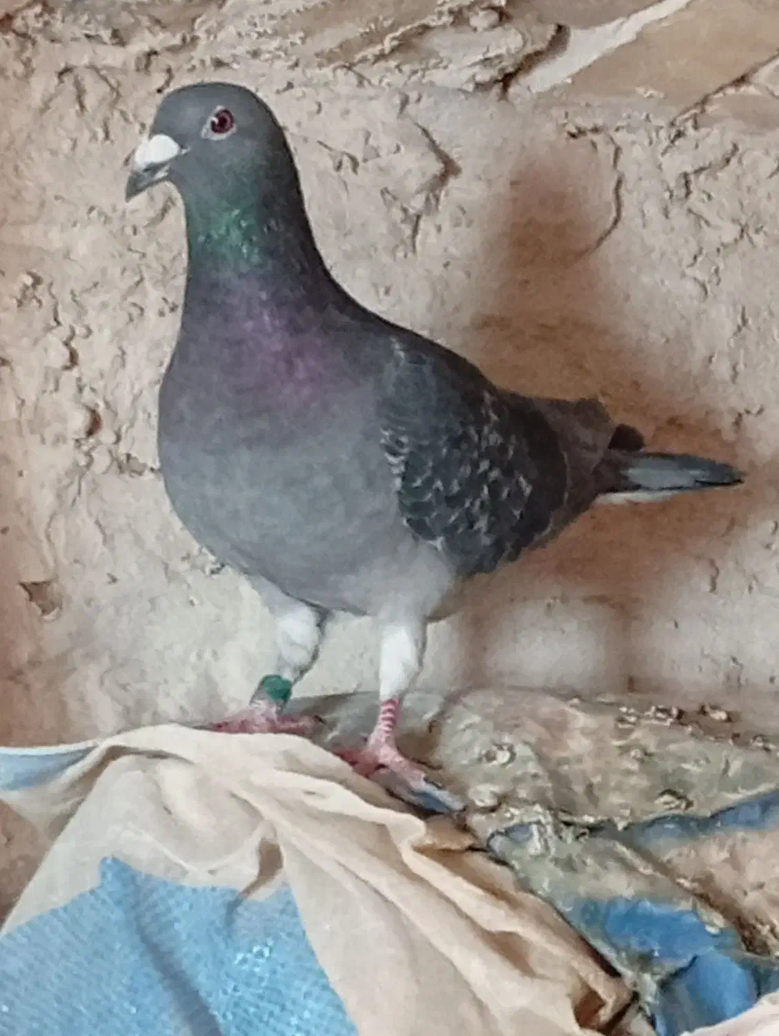 کفتر|پرنده|تایباد, |دیوار